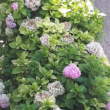 And Zvjezdana Hvar Town