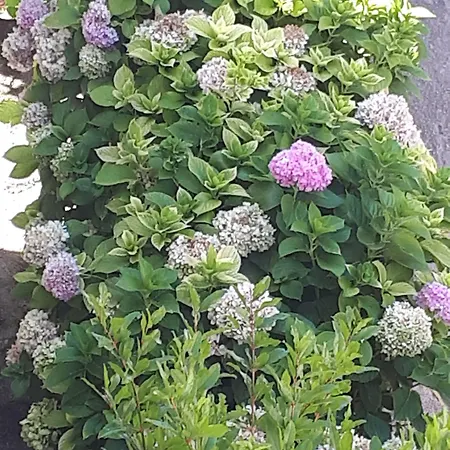 Apartments&rooms Zvjezdana