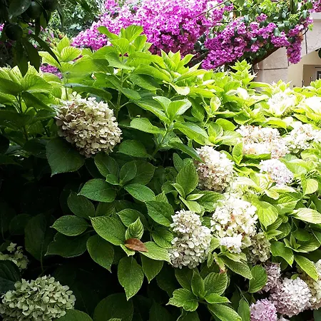 Apartments&rooms Zvjezdana Hvar Town